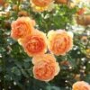 'Lady Of Shalott' Rosa X 'Lady Of Shalott' (Engelsk Rose) A-Kvalitet,- Barrods Roser Min. 3 Grene -Osmoz Naturens Butik p23841 53050 rosa x lady of shalott engelsk rose 2734
