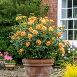 'Lady Of Shalott' Rosa X 'Lady Of Shalott' (Engelsk Rose) A-Kvalitet,- Barrods Roser Min. 3 Grene -Osmoz Naturens Butik p23841 53056 rosa x lady of shalott engelsk rose 6c61