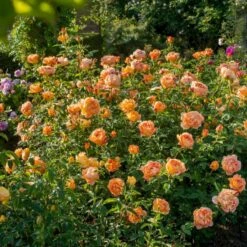 'Lady Of Shalott' Rosa X 'Lady Of Shalott' (Engelsk Rose) A-Kvalitet,- Barrods Roser Min. 3 Grene -Osmoz Naturens Butik p23841 53057 rosa x lady of shalott engelsk rose 7cd0