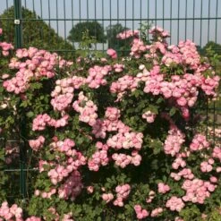 'Raubritter'® Rosa Macrantha 'Raubritter'® (Buskrose) A-Kvalitet,- Barrods Roser Min. 3 Grene -Osmoz Naturens Butik p23876 53630 rosa macrantha raubritter buskrose 598b