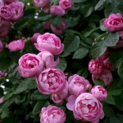 'Raubritter'® Rosa Macrantha 'Raubritter'® (Buskrose) A-Kvalitet,- Barrods Roser Min. 3 Grene -Osmoz Naturens Butik p23876 53631 rosa macrantha raubritter buskrose 7678