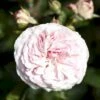 'Mariatheresia'® Rosa X 'Mariatheresia'® (Buketrose) A-Kvalitet,- Barrods Roser Min. 3 Grene 2 'Mariatheresia'® Rosa X 'Mariatheresia'® (Buketrose) A-Kvalitet,- Barrods Roser Min. 3 Grene -Osmoz Naturens Butik p23897 51622 rosa x mariatheresia buketrose 214b