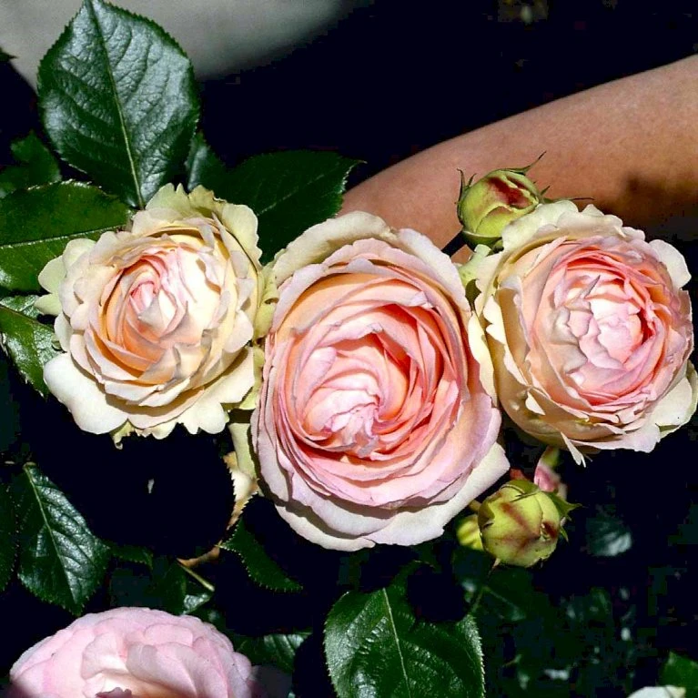 'Mini Eden Rose' Rosa 'Mini Eden Rose' (Slyngrose) A-Kvalitet,- Barrods Roser Min. 3 Grene 3 'Mini Eden Rose' Rosa 'Mini Eden Rose' (Slyngrose) A-Kvalitet,- Barrods Roser Min. 3 Grene