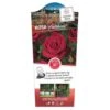 'Miss Schweiz'® Rosa X 'Miss Schweiz'® (Storblomstrende) 3,0 Liter Potte -Osmoz Naturens Butik p23927 38665 image 8c71