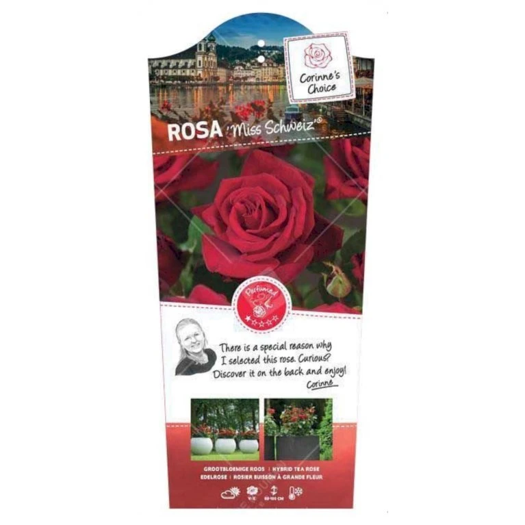 'Miss Schweiz'® Rosa X 'Miss Schweiz'® (Storblomstrende) 3,0 Liter Potte 3 'Miss Schweiz'® Rosa X 'Miss Schweiz'® (Storblomstrende) 3,0 Liter Potte