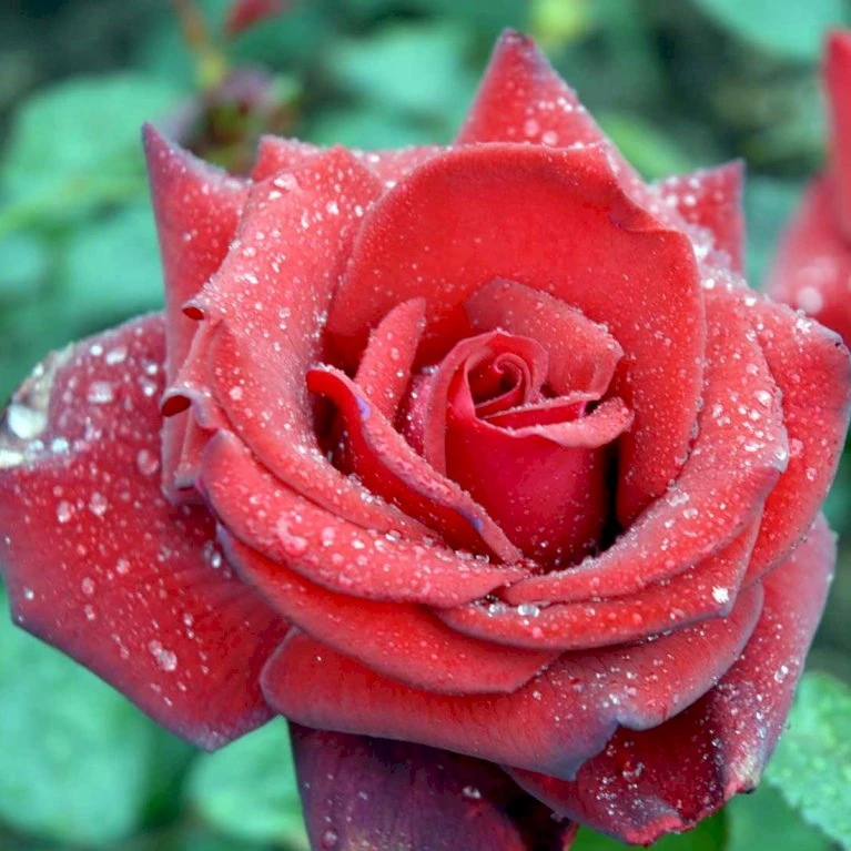 'Miss Schweiz'® Rosa X 'Miss Schweiz'® (Storblomstrende) 3,0 Liter Potte 5 'Miss Schweiz'® Rosa X 'Miss Schweiz'® (Storblomstrende) 3,0 Liter Potte - Billede 3