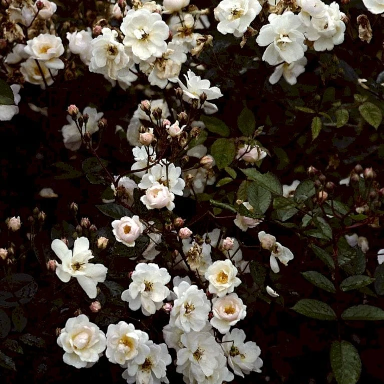 'Trier' Rosa Moschata 'Trier' (Moskusrose) A-Kvalitet,- Barrods Roser Min. 3 Grene 3 'Trier' Rosa Moschata 'Trier' (Moskusrose) A-Kvalitet,- Barrods Roser Min. 3 Grene