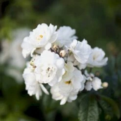 'Waterloo' Rosa X 'Waterloo' (Buskrose) A-Kvalitet,- Barrods Roser Min. 3 Grene