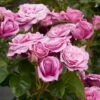 'Naomi™ Renaissance'® Rosa X 'Naomi™ Renaissance'® (Renaissancerose) A-Kvalitet,- Barrods Roser Min. 3 Grene 2 'Naomi™ Renaissance'® Rosa X 'Naomi™ Renaissance'® (Renaissancerose) A-Kvalitet,- Barrods Roser Min. 3 Grene -Osmoz Naturens Butik p23967 52176 rosa x naomi renaissance renaissancerose a759