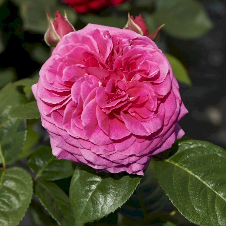 'Naomi™ Renaissance'® Rosa X 'Naomi™ Renaissance'® (Renaissancerose) A-Kvalitet,- Barrods Roser Min. 3 Grene 5 'Naomi™ Renaissance'® Rosa X 'Naomi™ Renaissance'® (Renaissancerose) A-Kvalitet,- Barrods Roser Min. 3 Grene - Billede 3