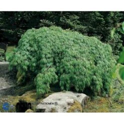 Japansk Dværgahorn 'Viride' Acer Palmatum Dissectum 'Viride' Potte 4,0 Liter,- 40-50 Cm.