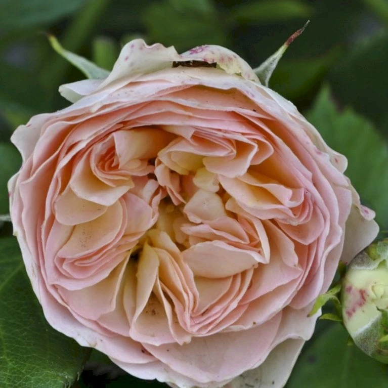 'Pastella'® Rosa X 'Pastella'® (Buketrose) A-Kvalitet,- Barrods Roser Min. 3 Grene 3 'Pastella'® Rosa X 'Pastella'® (Buketrose) A-Kvalitet,- Barrods Roser Min. 3 Grene