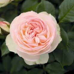 'Pastella'® Rosa X 'Pastella'® (Buketrose) A-Kvalitet,- Barrods Roser Min. 3 Grene 9 'Pastella'® Rosa X 'Pastella'® (Buketrose) A-Kvalitet,- Barrods Roser Min. 3 Grene -Osmoz Naturens Butik p24016 54029 rosa x pastella buketrose a530
