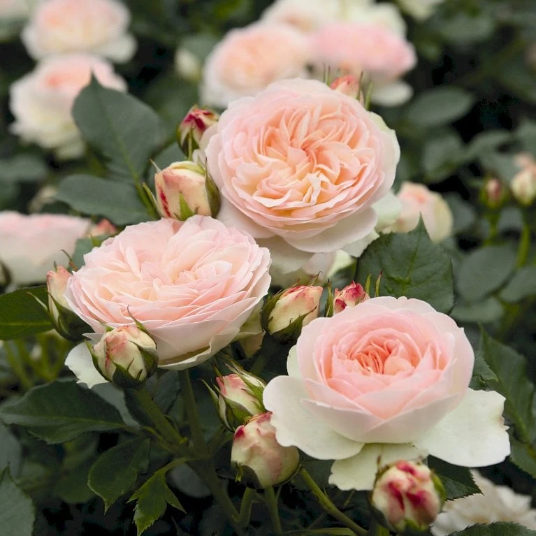 'Pastella'® Rosa X 'Pastella'® (Buketrose) A-Kvalitet,- Barrods Roser Min. 3 Grene 6 'Pastella'® Rosa X 'Pastella'® (Buketrose) A-Kvalitet,- Barrods Roser Min. 3 Grene - Billede 4