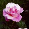 'Paul McCartney' Rosa X 'Paul McCartney' (Storblomstrende) A-Kvalitet,- Barrods Roser Min. 3 Grene 2 'Paul McCartney' Rosa X 'Paul McCartney' (Storblomstrende) A-Kvalitet,- Barrods Roser Min. 3 Grene -Osmoz Naturens Butik p24023 53281 rosa x paul mccartney storblomstrende 6c80