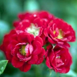 'Peter Pan' Rosa X 'Peter Pan' (Buketrose) A-Kvalitet,- Barrods Roser Min. 3 Grene -Osmoz Naturens Butik p24038 51651 rosa x peter pan buketrose 15e7