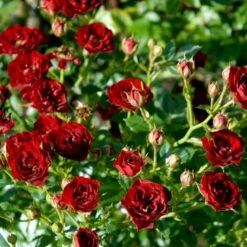 'Peter Pan' Rosa X 'Peter Pan' (Buketrose) A-Kvalitet,- Barrods Roser Min. 3 Grene -Osmoz Naturens Butik p24038 51652 rosa x peter pan buketrose 3c72