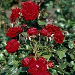 'Peter Wessel'® Rosa X 'Peter Wessel'® (Buketrose) A-Kvalitet,- Barrods Roser Min. 3 Grene -Osmoz Naturens Butik p24039 51654 rosa x peter wessel buketrose f347