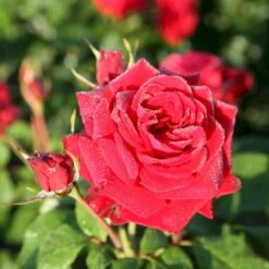 'Peter Wessel'® Rosa X 'Peter Wessel'® (Buketrose) A-Kvalitet,- Barrods Roser Min. 3 Grene -Osmoz Naturens Butik p24039 54031 rosa x peter wessel buketrose 2da5