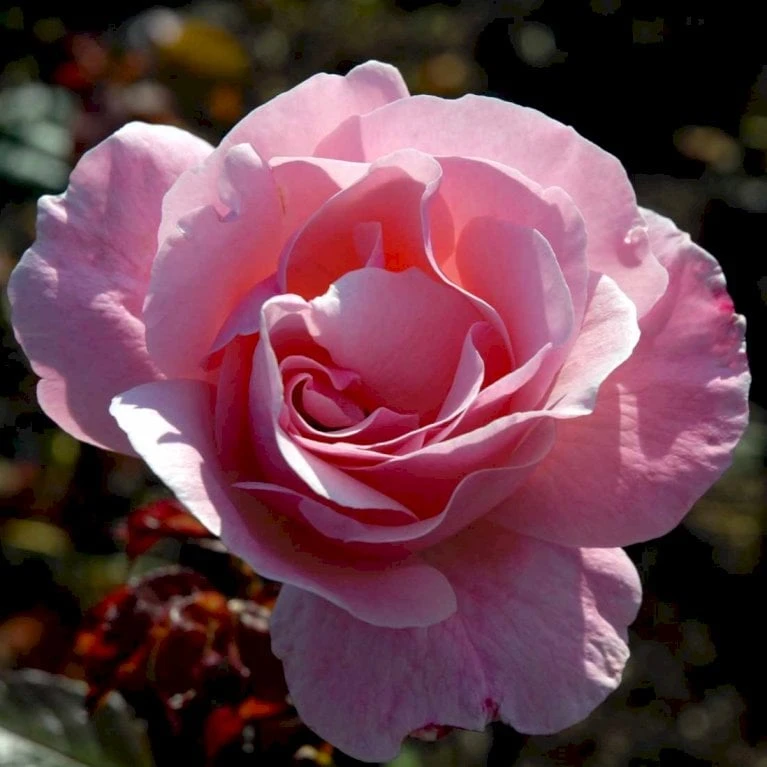 'Queen Elisabeth' Rosa X 'Queen Elisabeth' (Storblomstrende) A-Kvalitet,- Barrods Roser Min. 3 Grene 3 'Queen Elisabeth' Rosa X 'Queen Elisabeth' (Storblomstrende) A-Kvalitet,- Barrods Roser Min. 3 Grene