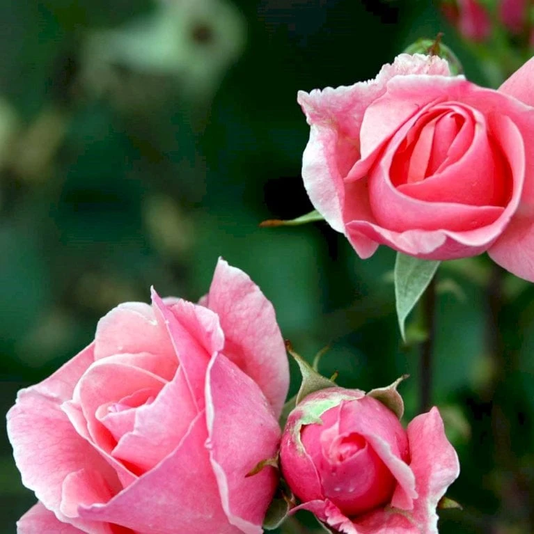 'Queen Elisabeth' Rosa X 'Queen Elisabeth' (Storblomstrende) A-Kvalitet,- Barrods Roser Min. 3 Grene 5 'Queen Elisabeth' Rosa X 'Queen Elisabeth' (Storblomstrende) A-Kvalitet,- Barrods Roser Min. 3 Grene - Billede 3