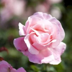 'Queen Elisabeth' Rosa X 'Queen Elisabeth' (Storblomstrende) A-Kvalitet,- Barrods Roser Min. 3 Grene 12 'Queen Elisabeth' Rosa X 'Queen Elisabeth' (Storblomstrende) A-Kvalitet,- Barrods Roser Min. 3 Grene -Osmoz Naturens Butik p24086 51371 rosa x queen elisabeth 572a