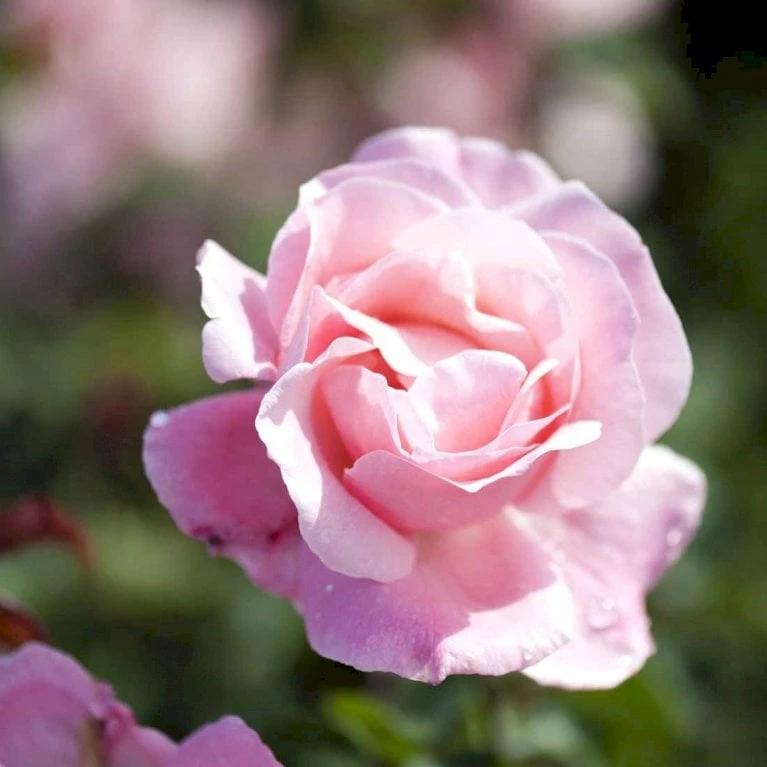 'Queen Elisabeth' Rosa X 'Queen Elisabeth' (Storblomstrende) A-Kvalitet,- Barrods Roser Min. 3 Grene 6 'Queen Elisabeth' Rosa X 'Queen Elisabeth' (Storblomstrende) A-Kvalitet,- Barrods Roser Min. 3 Grene - Billede 4