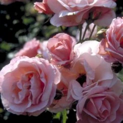 'Queen Elisabeth' Rosa X 'Queen Elisabeth' (Storblomstrende) A-Kvalitet,- Barrods Roser Min. 3 Grene 13 'Queen Elisabeth' Rosa X 'Queen Elisabeth' (Storblomstrende) A-Kvalitet,- Barrods Roser Min. 3 Grene -Osmoz Naturens Butik p24086 51372 rosa x queen elisabeth 39bf