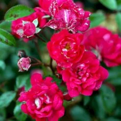 'Red Fairy' Rosa X 'Red Fairy' (Bunddækkerose) A-Kvalitet,- Barrods Roser Min. 3 Grene -Osmoz Naturens Butik p24097 51667 rosa x red fairy bunddaekkerose 4bbe