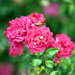 'Red Fairy' Rosa X 'Red Fairy' (Bunddækkerose) A-Kvalitet,- Barrods Roser Min. 3 Grene -Osmoz Naturens Butik p24097 51668 rosa x red fairy bunddaekkerose 1f42