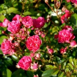 'Red Fairy' Rosa X 'Red Fairy' (Bunddækkerose) A-Kvalitet,- Barrods Roser Min. 3 Grene -Osmoz Naturens Butik p24097 51669 rosa x red fairy bunddaekkerose 70b3