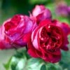 'Red Willestrup' Rosa X 'Red Willestrup' (Slyngrose) A-Kvalitet,- Barrods Roser Min. 3 Grene 1 'Red Willestrup' Rosa X 'Red Willestrup' (Slyngrose) A-Kvalitet,- Barrods Roser Min. 3 Grene -Osmoz Naturens Butik p24105 52504 rosa x red willestrup slyngrose c459