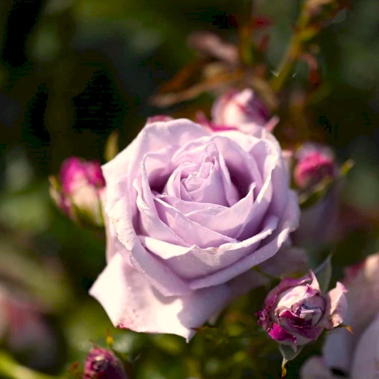 'Sandra™ Renaissance'® Rosa X 'Sandra™ Renaissance'® (Renaissancerose) A-Kvalitet,- Barrods Roser Min. 3 Grene 3 'Sandra™ Renaissance'® Rosa X 'Sandra™ Renaissance'® (Renaissancerose) A-Kvalitet,- Barrods Roser Min. 3 Grene