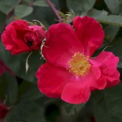 'Scharlachglut'® Rosa Gallica 'Scharlachglut'® (Gallicarose) A-Kvalitet,- Barrods Roser Min. 3 Grene -Osmoz Naturens Butik p24172 53649 rosa gallica scharlachglut gallicarose b8a2