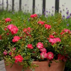 'Soft Cover'® Rosa X 'Soft Cover'® (Bunddækkerose) A-Kvalitet,- Barrods Roser Min. 3 Grene -Osmoz Naturens Butik p24206 51992 rosa x soft cover bunddaekkerose 4161