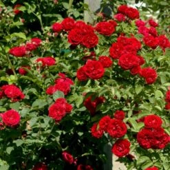 'Chevy Chase' Rosa Soyieana 'Chevy Chase' (Slyngrose) A-Kvalitet,- Barrods Roser Min. 3 Grene