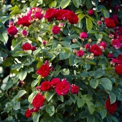 'Chevy Chase' Rosa Soyieana 'Chevy Chase' (Slyngrose) A-Kvalitet,- Barrods Roser Min. 3 Grene -Osmoz Naturens Butik p24220 52332 rosa soyieana chevy chase slyngrose 5950