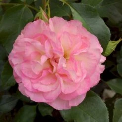 'Strawberry Ice' Rosa X 'Strawberry Ice' (Buketrose) A-Kvalitet,- Barrods Roser Min. 3 Grene