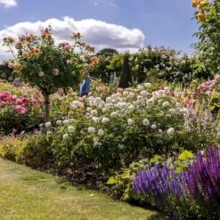 'Susan Williams-Ellis'™ Rosa 'Susan Williams-Ellis'™ (Engelsk Rose) A-Kvalitet,- Barrods Roser Min. 3 Grene -Osmoz Naturens Butik p24241 53146 rosa susan williams ellis engelsk rose 5952