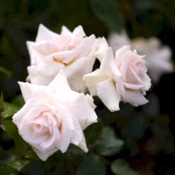 'Swan Lake' Rosa X 'Swan Lake' (Slyngrose) A-Kvalitet,- Barrods Roser Min. 3 Grene 9 'Swan Lake' Rosa X 'Swan Lake' (Slyngrose) A-Kvalitet,- Barrods Roser Min. 3 Grene -Osmoz Naturens Butik p24243 52911 rosa x swan lake slyngrose 3040