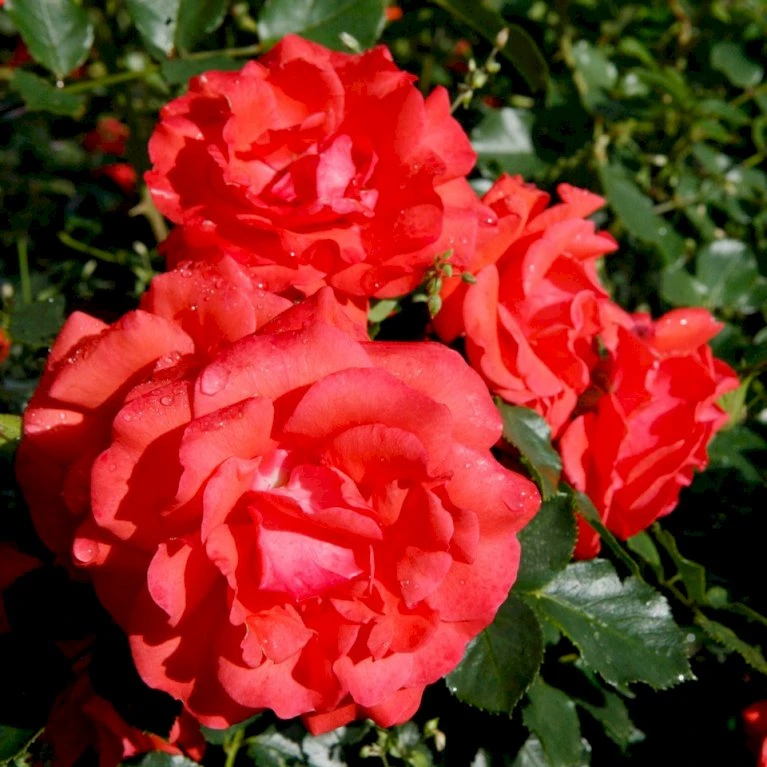 'Søren Kanne'™ Rosa X 'Søren Kanne'™ (Buketrose) A-Kvalitet,- Barrods Roser Min. 3 Grene 3 'Søren Kanne'™ Rosa X 'Søren Kanne'™ (Buketrose) A-Kvalitet,- Barrods Roser Min. 3 Grene