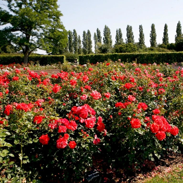 'Søren Kanne'™ Rosa X 'Søren Kanne'™ (Buketrose) A-Kvalitet,- Barrods Roser Min. 3 Grene 5 'Søren Kanne'™ Rosa X 'Søren Kanne'™ (Buketrose) A-Kvalitet,- Barrods Roser Min. 3 Grene - Billede 3