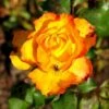 'Tequila Sunrise' Rosa X 'Tequila Sunrise' (Storblomstrende) A-Kvalitet,- Barrods Roser Min. 3 Grene