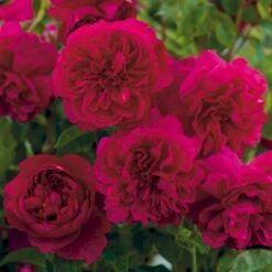 'Thomas á Becket' Rosa X 'Thomas á Becket' (Engelsk Rose) A-Kvalitet,- Barrods Roser Min. 3 Grene -Osmoz Naturens Butik p24272 53216 rosa x thomas a becket engelsk rose 5897