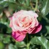 'Thor Heyerdahl' Rosa X 'Thor Heyerdahl' (Storblomstrende) A-Kvalitet,- Barrods Roser Min. 3 Grene 2 'Thor Heyerdahl' Rosa X 'Thor Heyerdahl' (Storblomstrende) A-Kvalitet,- Barrods Roser Min. 3 Grene -Osmoz Naturens Butik p24273 51392 rosa x thor heyerdahl storblomstrende be15