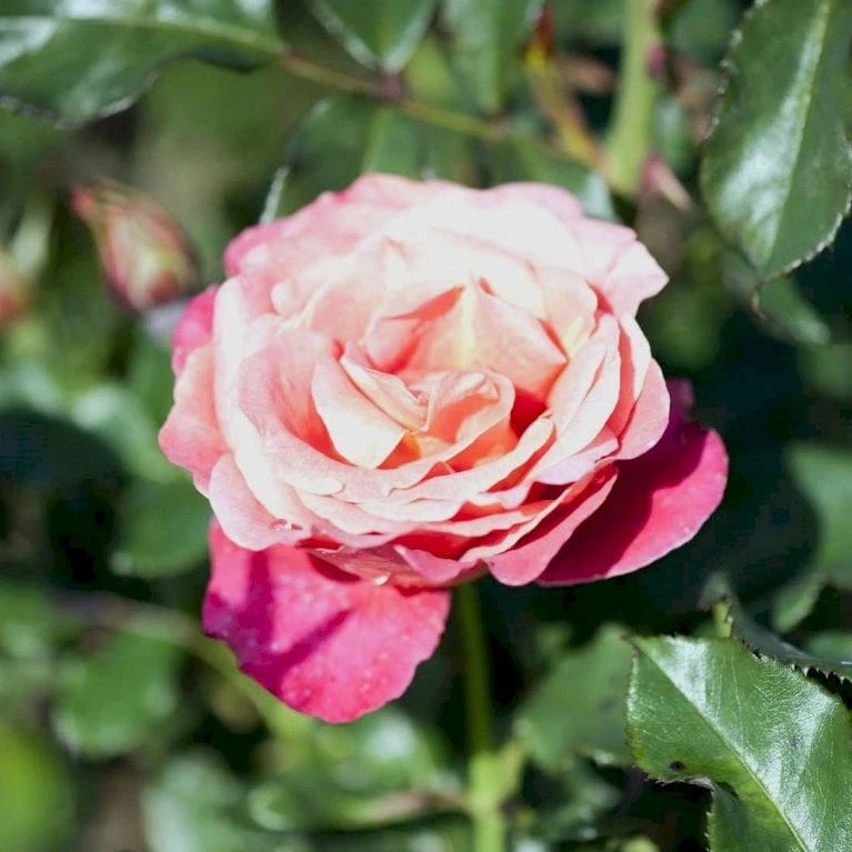 'Thor Heyerdahl' Rosa X 'Thor Heyerdahl' (Storblomstrende) A-Kvalitet,- Barrods Roser Min. 3 Grene 3 'Thor Heyerdahl' Rosa X 'Thor Heyerdahl' (Storblomstrende) A-Kvalitet,- Barrods Roser Min. 3 Grene