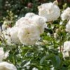 'Tranquillity' Rosa X 'Tranquillity' (Engelsk Rose) A-Kvalitet,- Barrods Roser Min. 3 Grene -Osmoz Naturens Butik p24285 53226 rosa x tranquillity engelsk rose 6bf5