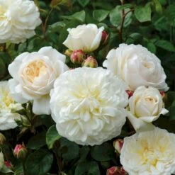 'Tranquillity' Rosa X 'Tranquillity' (Engelsk Rose) A-Kvalitet,- Barrods Roser Min. 3 Grene -Osmoz Naturens Butik p24285 53227 rosa x tranquillity engelsk rose 19a1