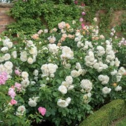 'Tranquillity' Rosa X 'Tranquillity' (Engelsk Rose) A-Kvalitet,- Barrods Roser Min. 3 Grene -Osmoz Naturens Butik p24285 53228 rosa x tranquillity engelsk rose 86eb