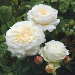'Tranquillity' Rosa X 'Tranquillity' (Engelsk Rose) A-Kvalitet,- Barrods Roser Min. 3 Grene -Osmoz Naturens Butik p24285 53229 rosa x tranquillity engelsk rose c74b